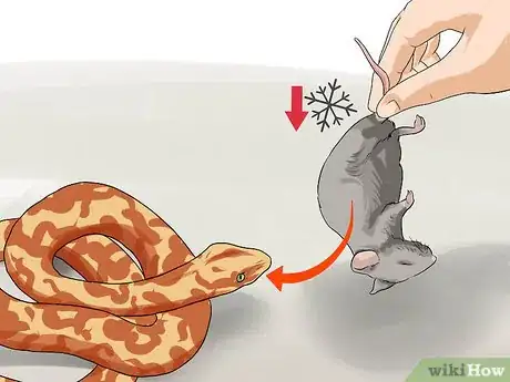 Imagen titulada Feed a Snake Step 6