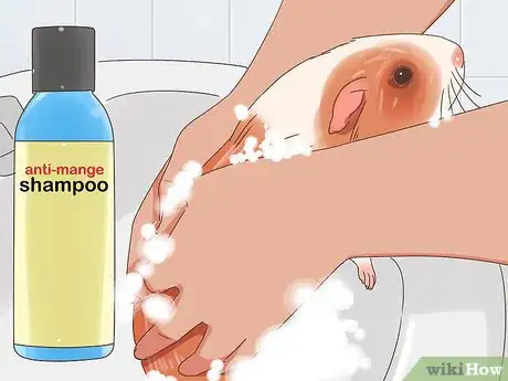 Imagen titulada Treat Mites and Lice in Guinea Pigs Step 11