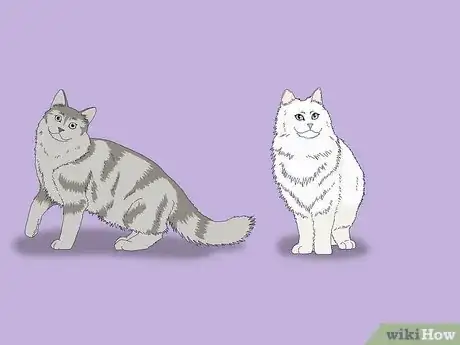 Imagen titulada Identify a Norwegian Forest Cat Step 5