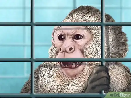 Imagen titulada Dominate a Capuchin Monkey Step 4