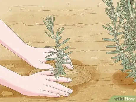 Imagen titulada Divide a Lavender Plant Step 17