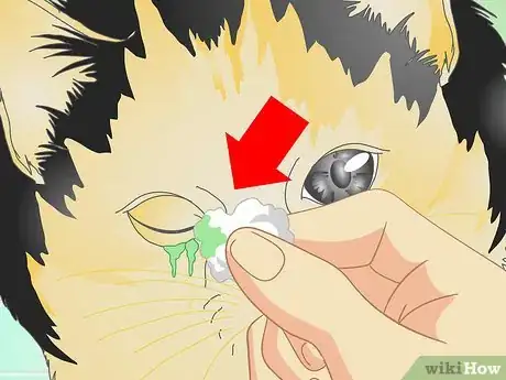 Imagen titulada Treat Cat Eye Infection Step 4
