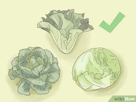 Imagen titulada Plant Lettuce Step 1
