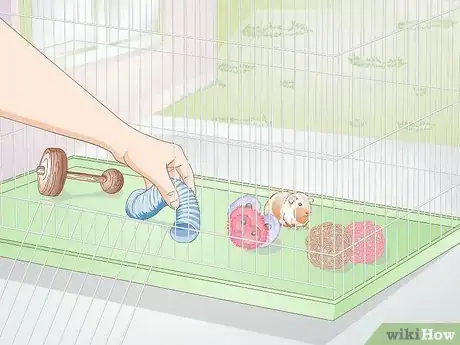 Imagen titulada Exercise Your Guinea Pig Step 3