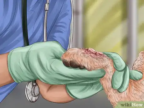 Imagen titulada Diagnose Skin Masses on Dogs Step 10