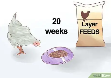Imagen titulada Feed Chickens Step 11