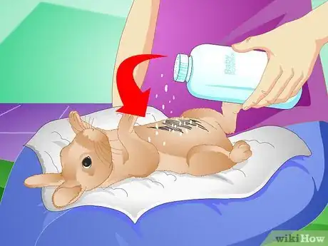 Imagen titulada Clean Your Rabbit Without Bathing It Step 6