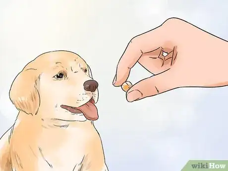 Imagen titulada Get a Puppy to Stop Crying Step 8