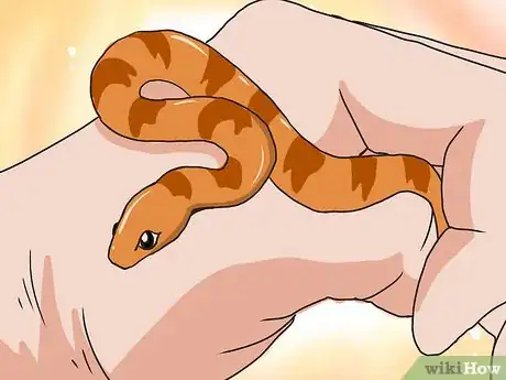 Imagen titulada Choose Your First Pet Snake Step 2Bullet1