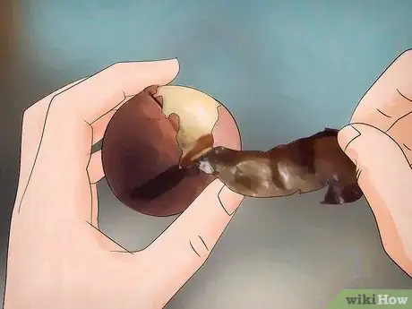 Imagen titulada Grow an Avocado Tree Step 8