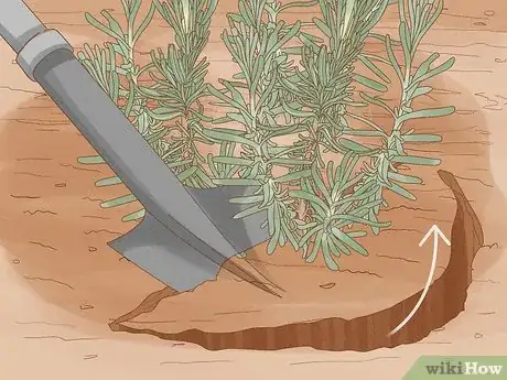 Imagen titulada Divide a Lavender Plant Step 26