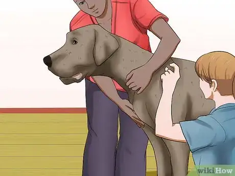 Imagen titulada Diagnose Bloat in Great Danes Step 8