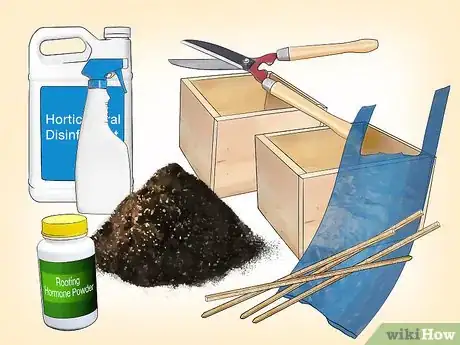 Imagen titulada Propagate Clematis Step 9