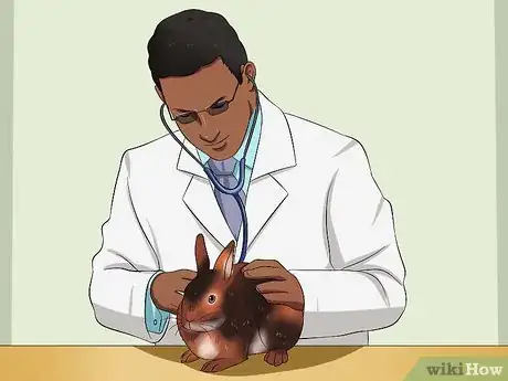 Imagen titulada Care For an Elderly Rabbit Step 1