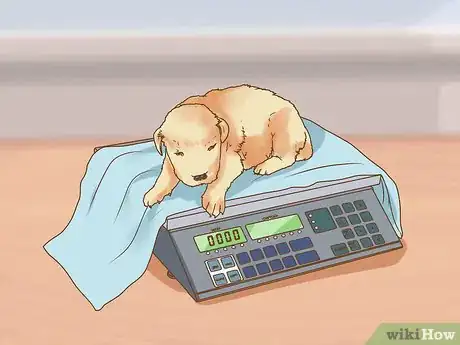 Imagen titulada Encourage a Mother Dog to Feed Her Litter Step 8