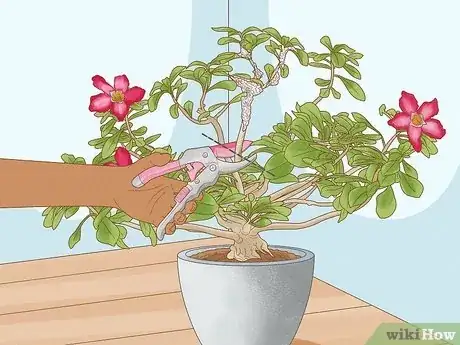 Imagen titulada Prune Desert Rose Step 9