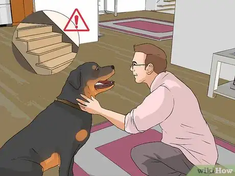 Imagen titulada Treat Dysplasia in Rottweilers Step 13