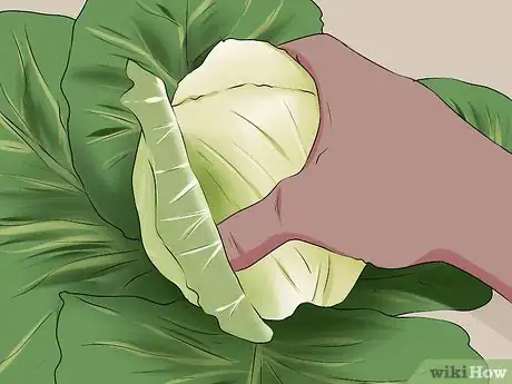 Imagen titulada Plant Cabbage Step 14