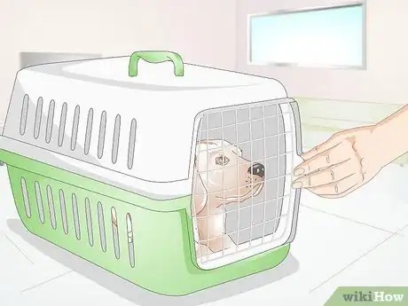 Imagen titulada Treat Broken Bones in Dogs Step 14