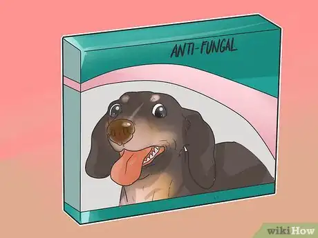 Imagen titulada Treat Back Problems in Dachshunds Step 10