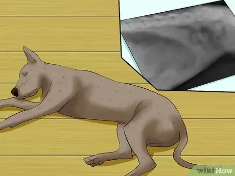 Imagen titulada Diagnose Bloat in Great Danes Step 9