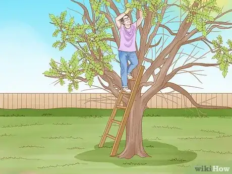 Imagen titulada Prune Walnut Trees Step 13