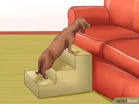 Imagen titulada Diagnose Back Problems in Dachshunds Step 9