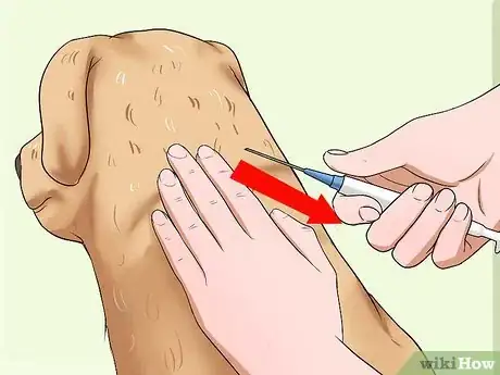 Imagen titulada Administer a Vaccine to a Dog Step 8