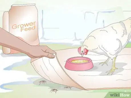 Imagen titulada Feed Chickens during the Winter Step 3
