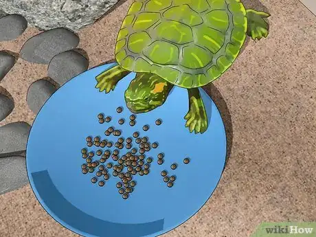 Imagen titulada Look After a Turtle Step 9