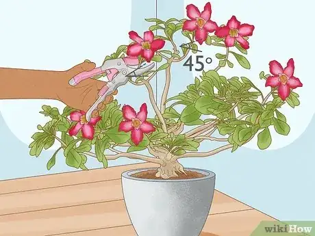 Imagen titulada Prune Desert Rose Step 8