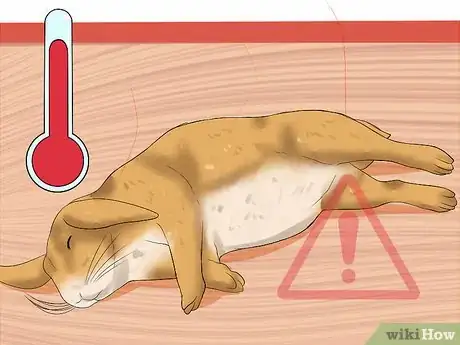 Imagen titulada Walk a Rabbit Step 14