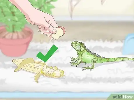 Imagen titulada Care for an Iguana Step 11