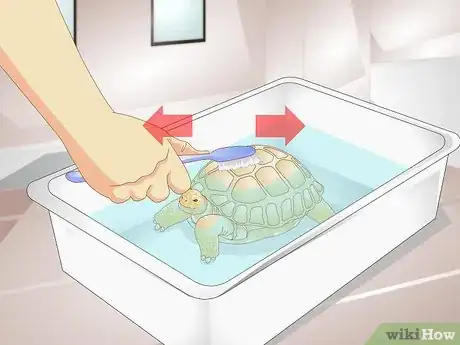 Imagen titulada Bathe a Tortoise Step 8