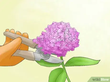 Imagen titulada Prune Hydrangeas Step 2