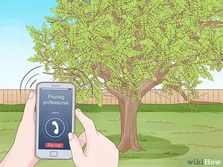 Imagen titulada Prune Walnut Trees Step 14