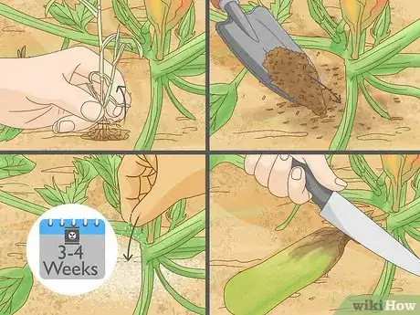 Imagen titulada Grow Zucchini Step 8
