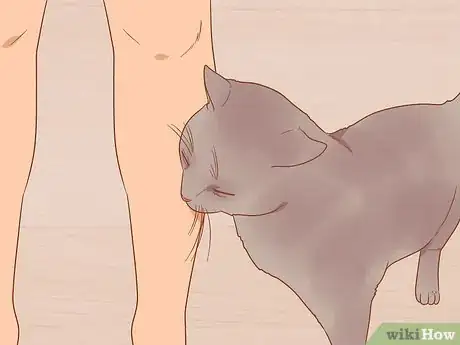 Imagen titulada Greet a Cat Step 1