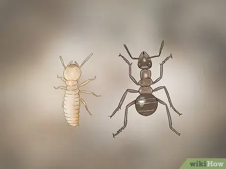 Imagen titulada Identify Termite Larvae Step 9