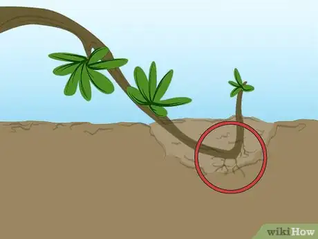 Imagen titulada Propagate Azaleas Step 6