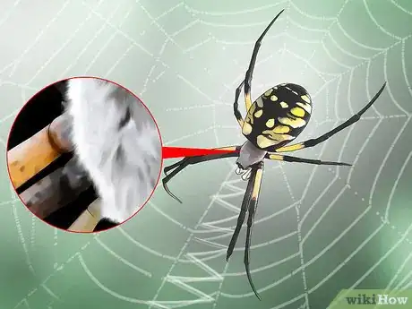 Imagen titulada Identify a Garden Spider Step 2