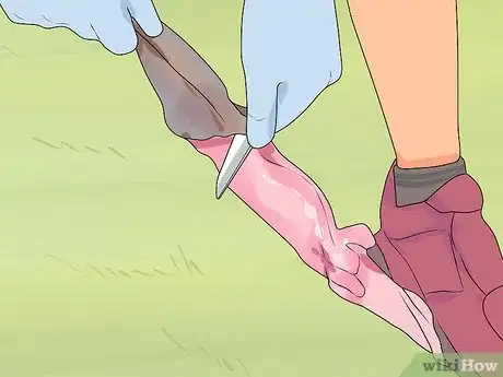Imagen titulada Clean a Squirrel Step 8