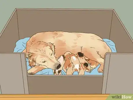Imagen titulada Encourage a Mother Dog to Feed Her Litter Step 1