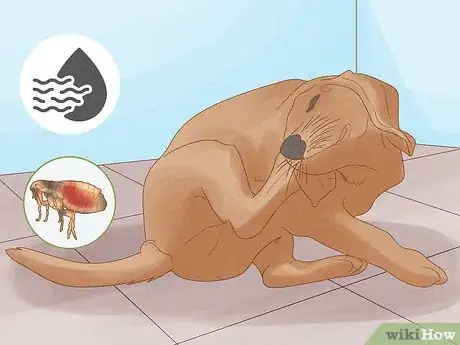 Imagen titulada Diagnose and Treat Your Dog's Itchy Skin Problems Step 6