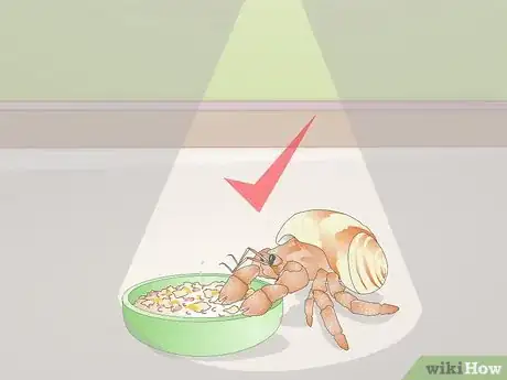 Imagen titulada Feed Hermit Crabs Step 7