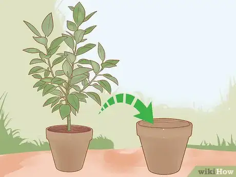 Imagen titulada Prune a Rubber Plant Step 7