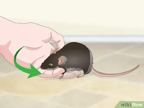 Imagen titulada Tame a Rat Step 14