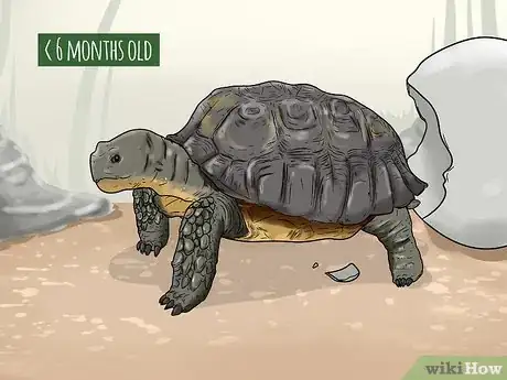 Imagen titulada Tell the Age of a Tortoise Step 2