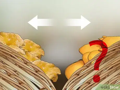 Imagen titulada Identify Poisonous Mushrooms Step 15