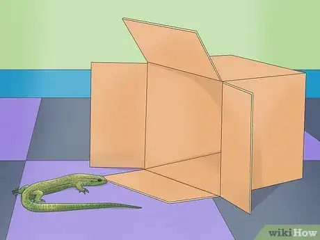 Imagen titulada Catch a Lizard in the House Step 8